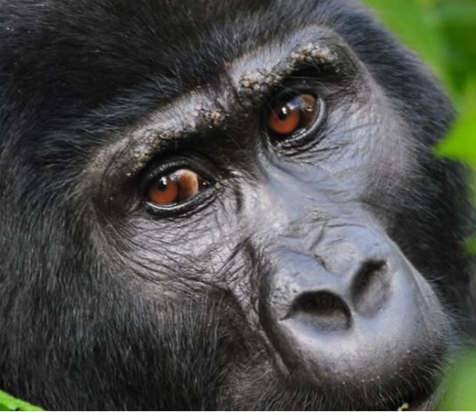 Mountain Gorillas in Uganda