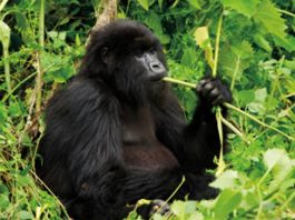 Gorilla Photo Tours Africa
