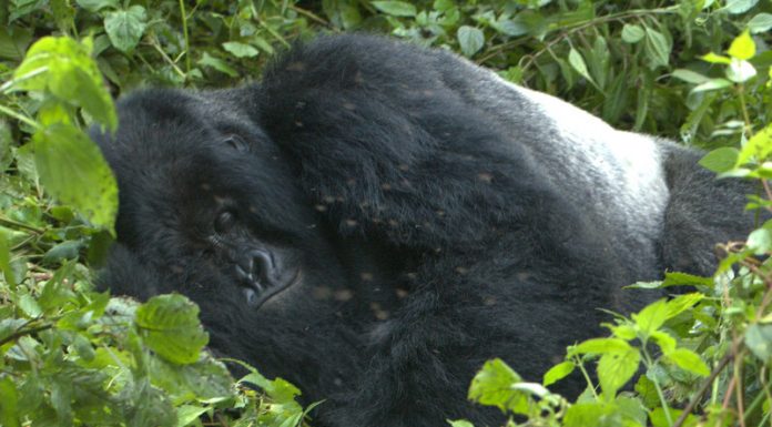 Top 10 Best Places To Visit In Uganda