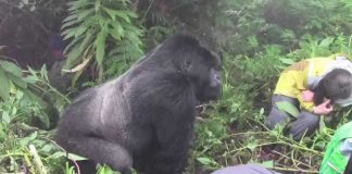 Rwanda Primates and Lake Kivu Beach Holiday