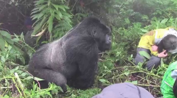 Rwanda Primates and Lake Kivu Beach Holiday