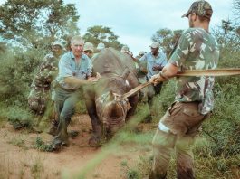 African Rhinos Returns in Akagera National Park,Rwanda Rwanda Wildlife Tours