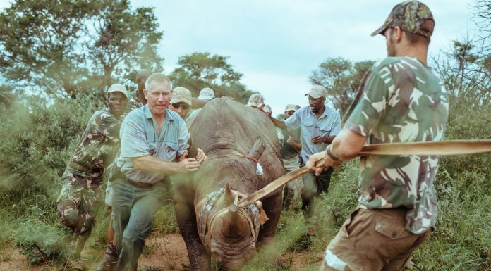 African Rhinos Returns in Akagera National Park,Rwanda Rwanda Wildlife Tours