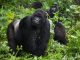 Rwanda Uganda Gorilla Trekking Holidays