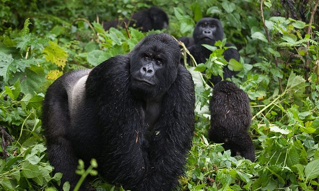 Wildlife Safaris in Rwanda, Kenya & Tanzania