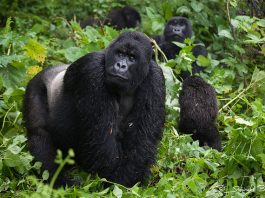 Rwanda Primates Safari Holiday