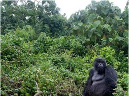 Congo Gorilla Trekking