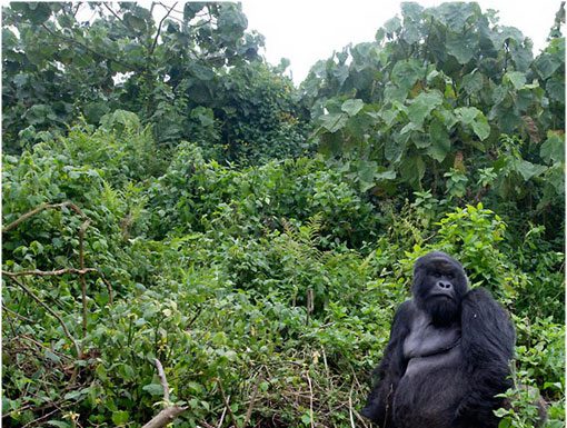 Congo Gorilla Trekking