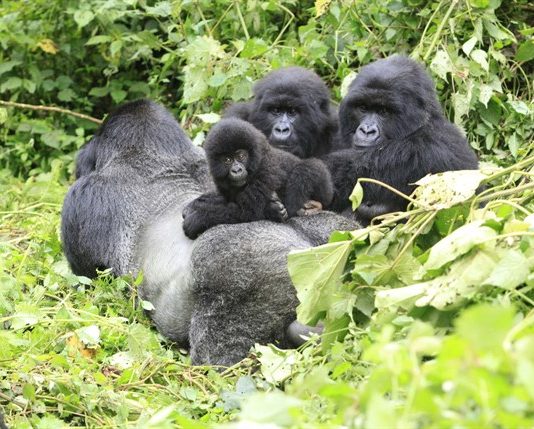 Eco Tours Rwanda