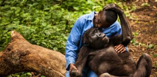 Senkwekwe Gorilla Orphanage Sekenkwe Gorilla Center