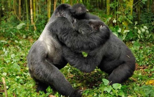 What To Know About Bwindi Impenetrable National Park Gorilla Trekking Safaris
