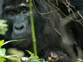 Bwindi Gorilla Safaris