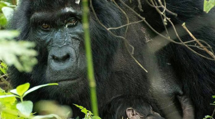 Bwindi Gorilla Safaris