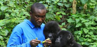Gorilla Safaris Adventure in Uganda & Congo Safaris in Congo