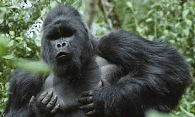 Mountain and Lowland Gorilla Trekking Safaris in Congo
