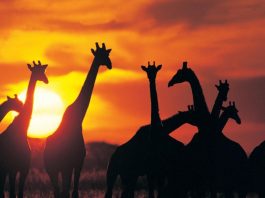 Top Destinations to Visit in Africa Travel to Africa