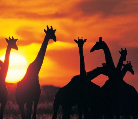 Top Destinations to Visit in Africa Travel to Africa