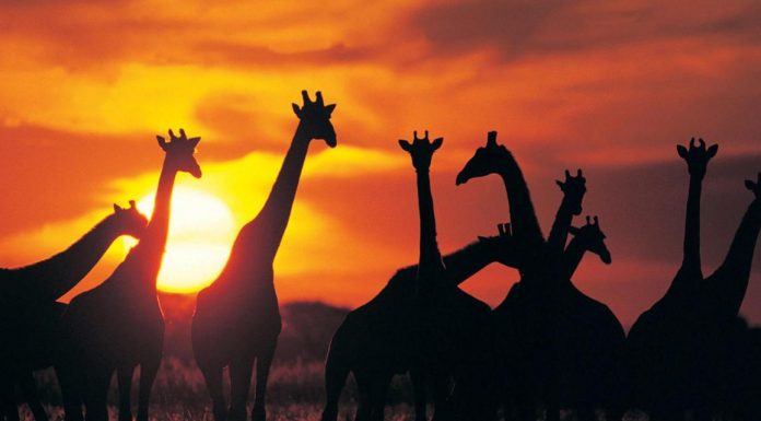 Top Destinations to Visit in Africa Travel to Africa