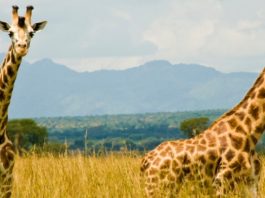 Uganda Wildlife National Parks