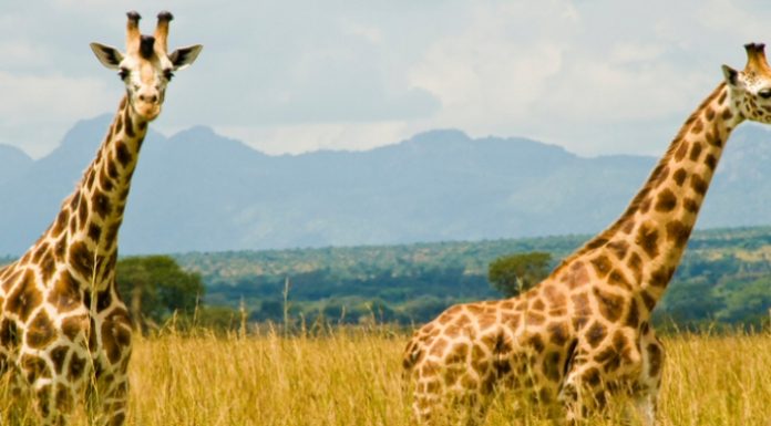 Uganda Wildlife National Parks