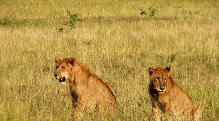 Best Tailor Made Uganda Safari Holidays