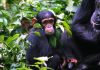 Chimpanzee Tracking in Kibale