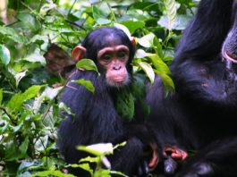 Chimpanzee Tracking in Kibale