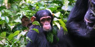 Chimpanzee Tracking in Kibale