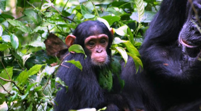 Chimpanzee Tracking in Kibale