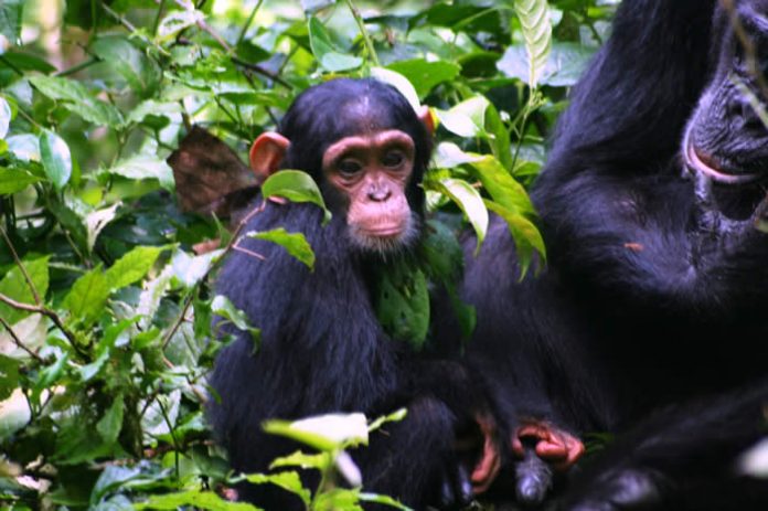 Chimpanzee Tracking in Kibale