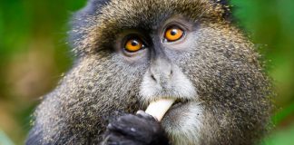 Golden Monkey Safaris