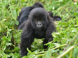 Rwanda Gorilla and A Lot More Experiences Gorilla Trekking in Uganda