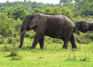 Uganda National Parks Open for Tourism After Lock-down African Safari Tours