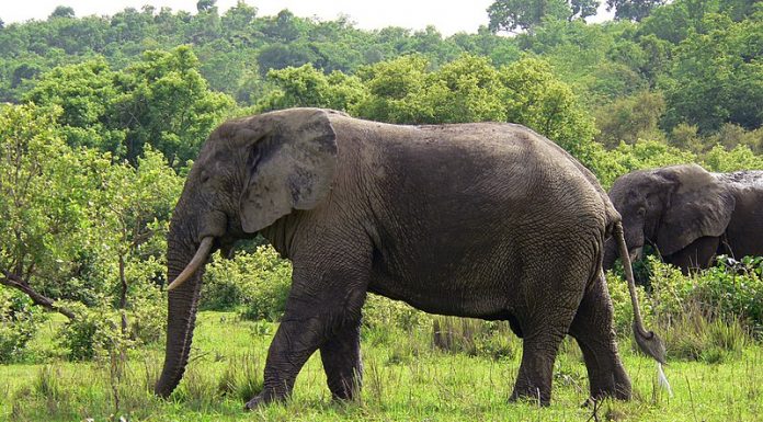 African Safari Tours