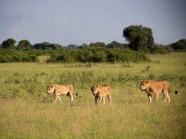 Lion Tracking in Queen Elizabeth Uganda