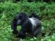 Gorilla Trekking Tours in Rwanda