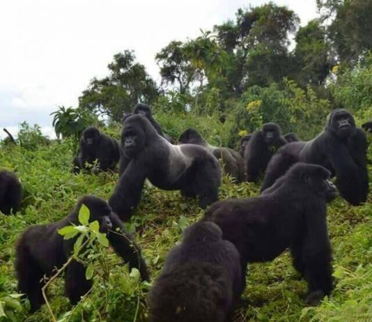 My Gorilla Safari Tours In Rwanda Gorilla Safaris Uganda