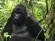 Visit Uganda Safari Holidays Gorilla trek in Rwanda