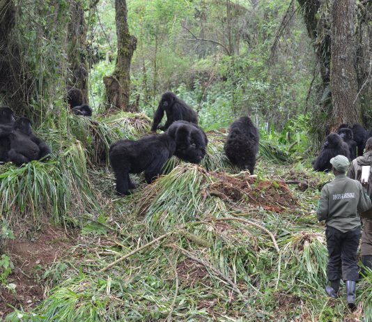 Visit Rwanda Gorillas