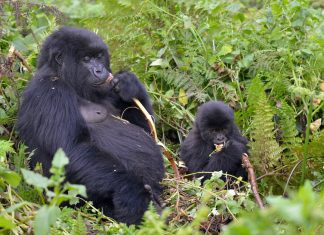 Gorilla Tours in Uganda