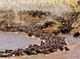 10 Reasons You Need to Travel to Kenya Wildebeest migration