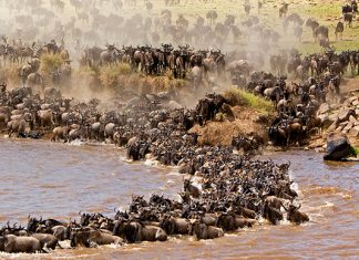 Wildebeest migration