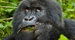 Congo Gorilla Tours