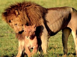 Ultimate Travel Guide to Kenya