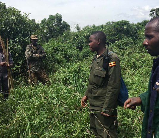 Guide to Visiting Bwindi Impenetrable National Park Gorilla Trekking