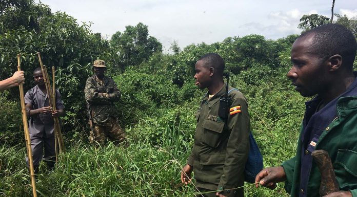 Guide to Visiting Bwindi Impenetrable National Park Gorilla Trekking