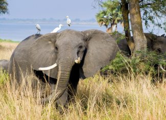 7 Things To Know Before You Visit Uganda Uganda