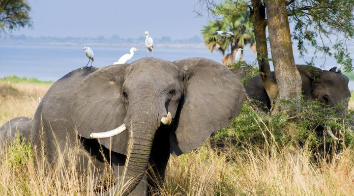 10 Tips For A Successful Safari Trip In Uganda Uganda