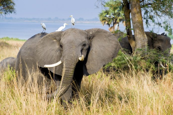 uganda Uganda