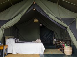 Gorilla Trekking Journeys in DR Congo